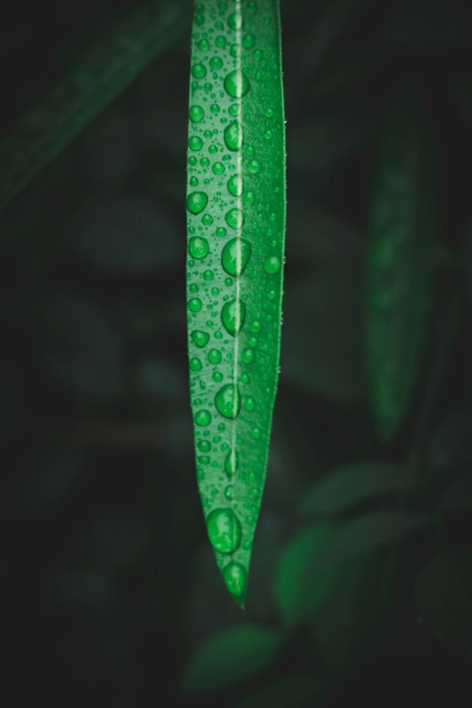 Why Chlorophyll Is a Great Supplement & Detox