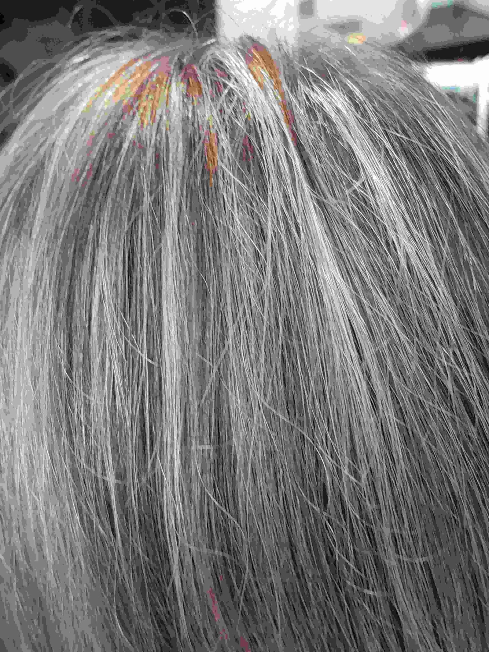 Henna for Covering Gray Hair: Advantages and Disadvantages Compared to Conventional Hair Dyes