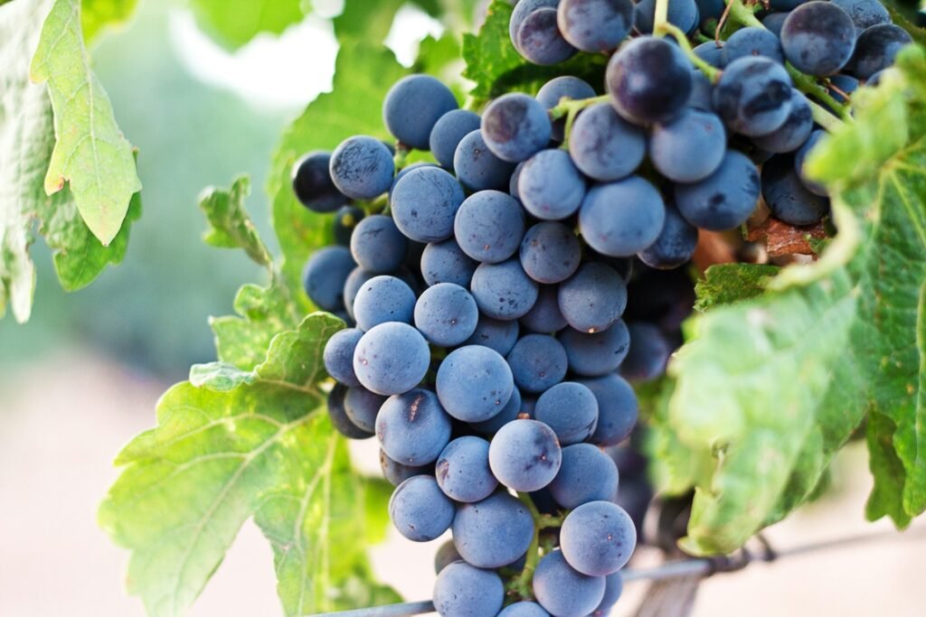 Unpacking the Uses and Benefits of resveratrol