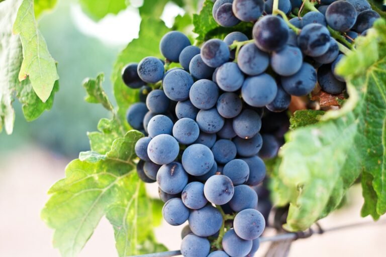 Unpacking the Uses and Benefits of  resveratrol
